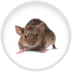 pest control against rats