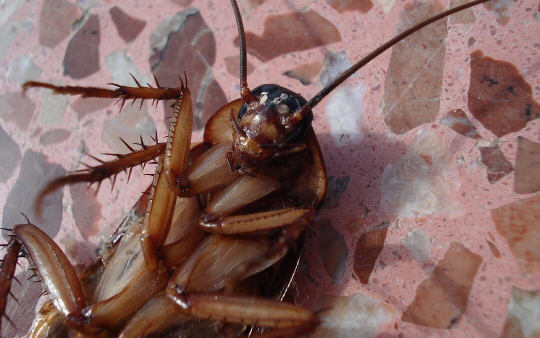 5 Things You Need To Know on How to Prevent Cockroaches