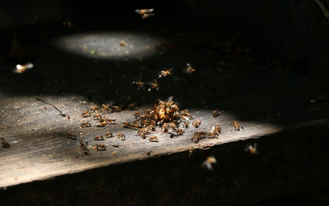 Expert Tips on How to Identify Termites in Your Home