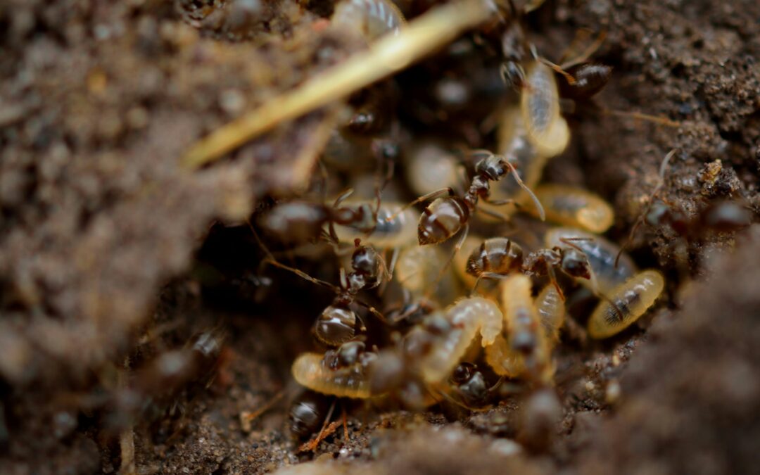 termites