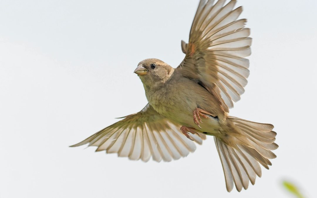 bird exclusion