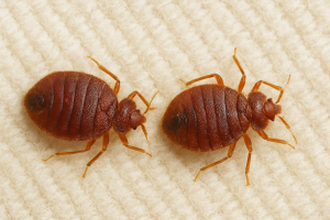 Bed bugs