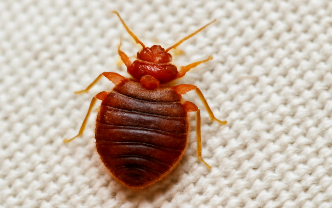 How to Prepare Your Home for a Bed Bug Heat Treatment: Essential Steps & Tips