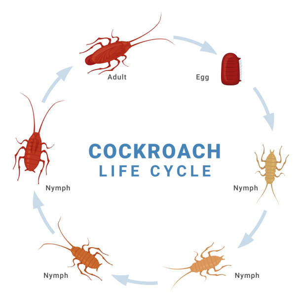 cockroach life cycle