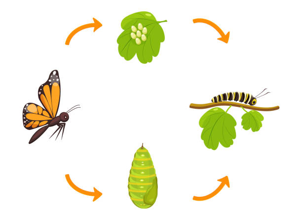 Moth Life Cycle Explained From Egg to Adult