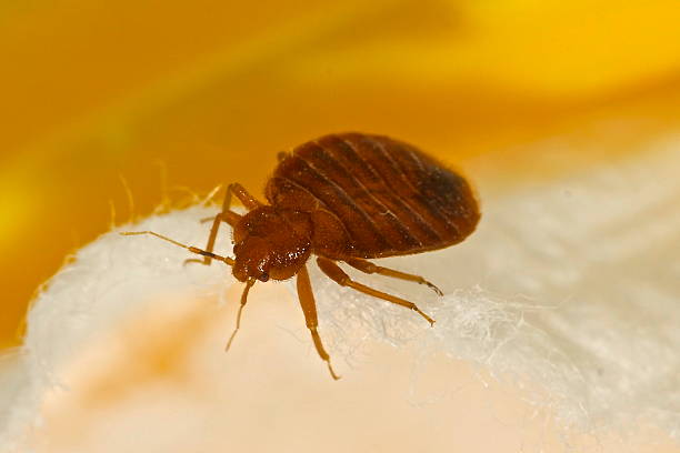 pest control spray duration