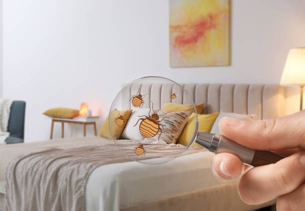 7 Key Benefits of Bed Bug Heat Treatment Compared to Traditional Methods