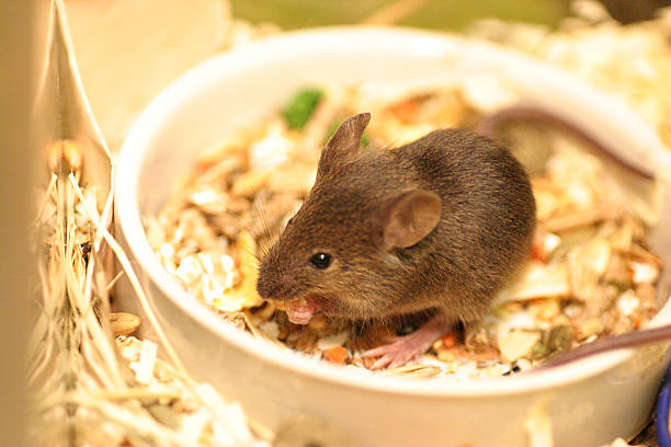 what attracts mice